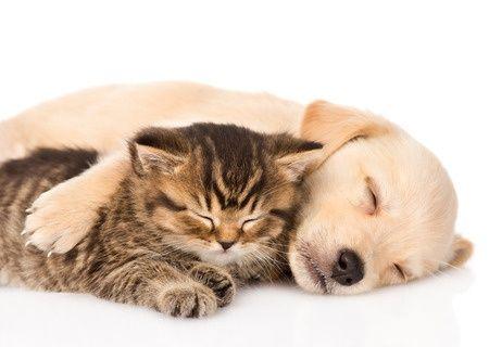 vendeur a domicile animaux