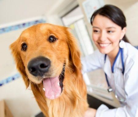 vendeur a domicile animaux
