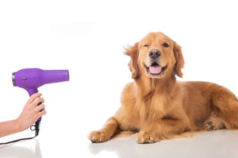 devenir toiletteur d'animaux à domicile