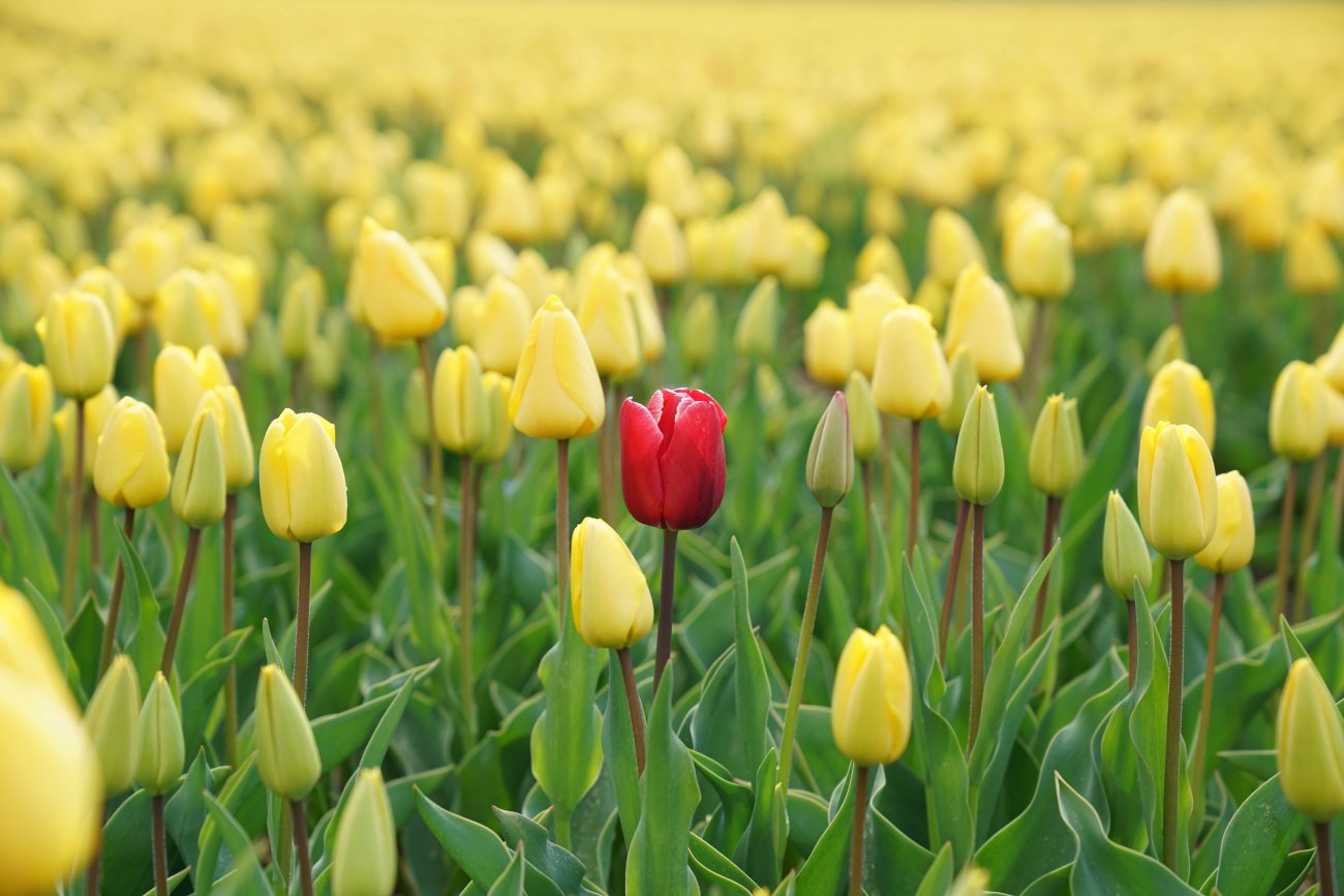 se démarquer de la concurrence fleur différente jaune rouge